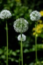 Closeup of Persian shallot flowers