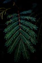 Closeup of Persian silk tree leaves in the dark, a vertical shot Royalty Free Stock Photo