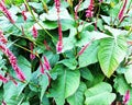 Persicaria Closeup 