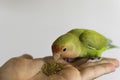 Closeup of a person feeding a Rosy-faced lovebird against a gray background Royalty Free Stock Photo