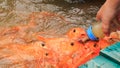 closeup person feeds fish in lake from planked footways in park