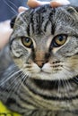 Closeup of a person gently stroking the head of a domestic shorthaired cat