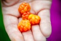 Closeup of a person holding fresh cloudberries Royalty Free Stock Photo