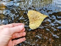 closeup of person lifting fall leaf from river stream Royalty Free Stock Photo