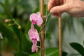 closeup of person tying an orchid stem to a support stake