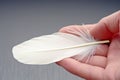 closeup of a persons hand holding a white feather