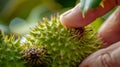 A closeup of a persons hand squeezing a green spiky fruit to test its riss before taking a bite