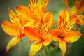 Vibrant Peruvian Lilies