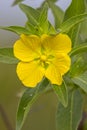 Peruvian Primrose-Willow Royalty Free Stock Photo