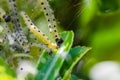 Closeup of a pest larvae caterpillars, forming communal webs around the leaves