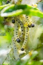 Closeup of a pest larvae caterpillars, forming communal webs around the leaves