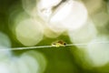 Closeup of a pest larvae caterpillars of the Yponomeutidae family or ermine moths, formed communal webs around a tree. Royalty Free Stock Photo