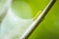 Closeup of a pest larvae caterpillars of the Yponomeutidae family or ermine moths, formed communal webs around a tree. Royalty Free Stock Photo