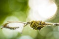 Closeup of a pest larvae caterpillars of the Yponomeutidae family or ermine moths, formed communal webs around a tree. Royalty Free Stock Photo