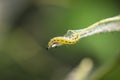 Closeup of a pest larvae caterpillars of the Yponomeutidae family or ermine moths, formed communal webs around a tree. Royalty Free Stock Photo