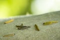 Closeup of a pest larvae caterpillars of the Yponomeutidae family or ermine moths, formed communal webs Royalty Free Stock Photo