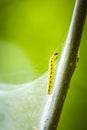 Pest larvae caterpillars of the Yponomeutidae family or ermine moths, formed communal webs around a tree Royalty Free Stock Photo