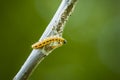 Pest larvae caterpillars of the Yponomeutidae family or ermine moths, formed communal webs around a tree Royalty Free Stock Photo