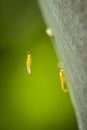 Pest larvae caterpillars of the Yponomeutidae family or ermine moths, formed communal webs around a tree Royalty Free Stock Photo
