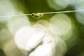 Pest larvae caterpillars of the Yponomeutidae family or ermine moths, formed communal webs around a tree Royalty Free Stock Photo