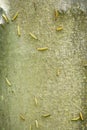 Closeup of a pest larvae caterpillars of the Yponomeutidae family or ermine moths, formed communal webs around a tree Royalty Free Stock Photo