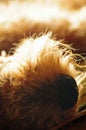 Closeup pet dog nose