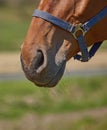 Closeup of a pet horse snout, head harness in remote grazing farm pasture. Texture, hair and nose detail of a