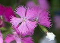 Closeup Petal Dianthus Superbus Pink Fringed Herbal Scent