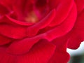 Closeup petal of red rose flower with soft focus and blurred for background Royalty Free Stock Photo