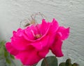 Closeup of petals of beautiful pink rose flower blooming in garden, nature photography, natural beauty, floral pattern background Royalty Free Stock Photo