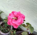 Closeup of petals of beautiful pink rose flower blooming in garden, nature photography, natural beauty, floral pattern background Royalty Free Stock Photo