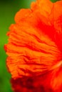 Closeup of the petals of the blooming red poppy flower Royalty Free Stock Photo