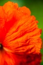 Closeup of the petals of the blooming red poppy flower Royalty Free Stock Photo