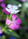 Closeup Petals Dianthus Superbus Pink Fringed Herbal Scent