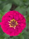 Closeup petals pink of Common zinnia elegans flower plants in garden with green blurred background ,macro image ,sweet color