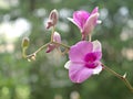 : Closeup petals of pink Cooktown orchid flower, Dendrobium bigibbum plants in garden with green blurred background, soft focus ,, Royalty Free Stock Photo