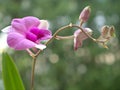 : Closeup petals of pink Cooktown orchid flower, Dendrobium bigibbum plants in garden with green blurred background, soft focus ,, Royalty Free Stock Photo