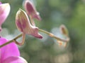 : Closeup petals of pink Cooktown orchid flower, Dendrobium bigibbum plants in garden with green blurred background, soft focus ,, Royalty Free Stock Photo