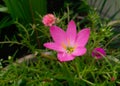 Closeup of petals and pollens of beautiful pink flower blooming in garden, macro shots, nature photography, gardening background Royalty Free Stock Photo