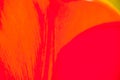 Closeup of the petals of the red-orange tulip flower Royalty Free Stock Photo