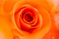 Closeup of Rose Flower Royalty Free Stock Photo