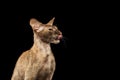 Closeup Peterbald Sphynx Cat Licked on Black