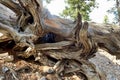 Upper Bristlecone Loop Trail, Mt. Charleston, Nevada