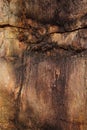 Closeup of petrified tree trunk as a textured colorful background