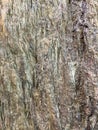 Petrified Wood Texture Mineral Ore Royalty Free Stock Photo