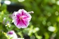 Closeup Petunia flower over blurred green garden background Royalty Free Stock Photo