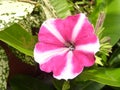 Closeup of a petunia lilac star flower in a garden under the sunlight Royalty Free Stock Photo