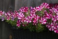 Closeup of Petunia Peppy Purple flowers in a box