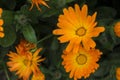 Orange Calendula officinalis flowers Royalty Free Stock Photo