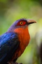 Phaenicophaeus curvirostris Chestnut-breasted malkoha Kadalan birah Royalty Free Stock Photo